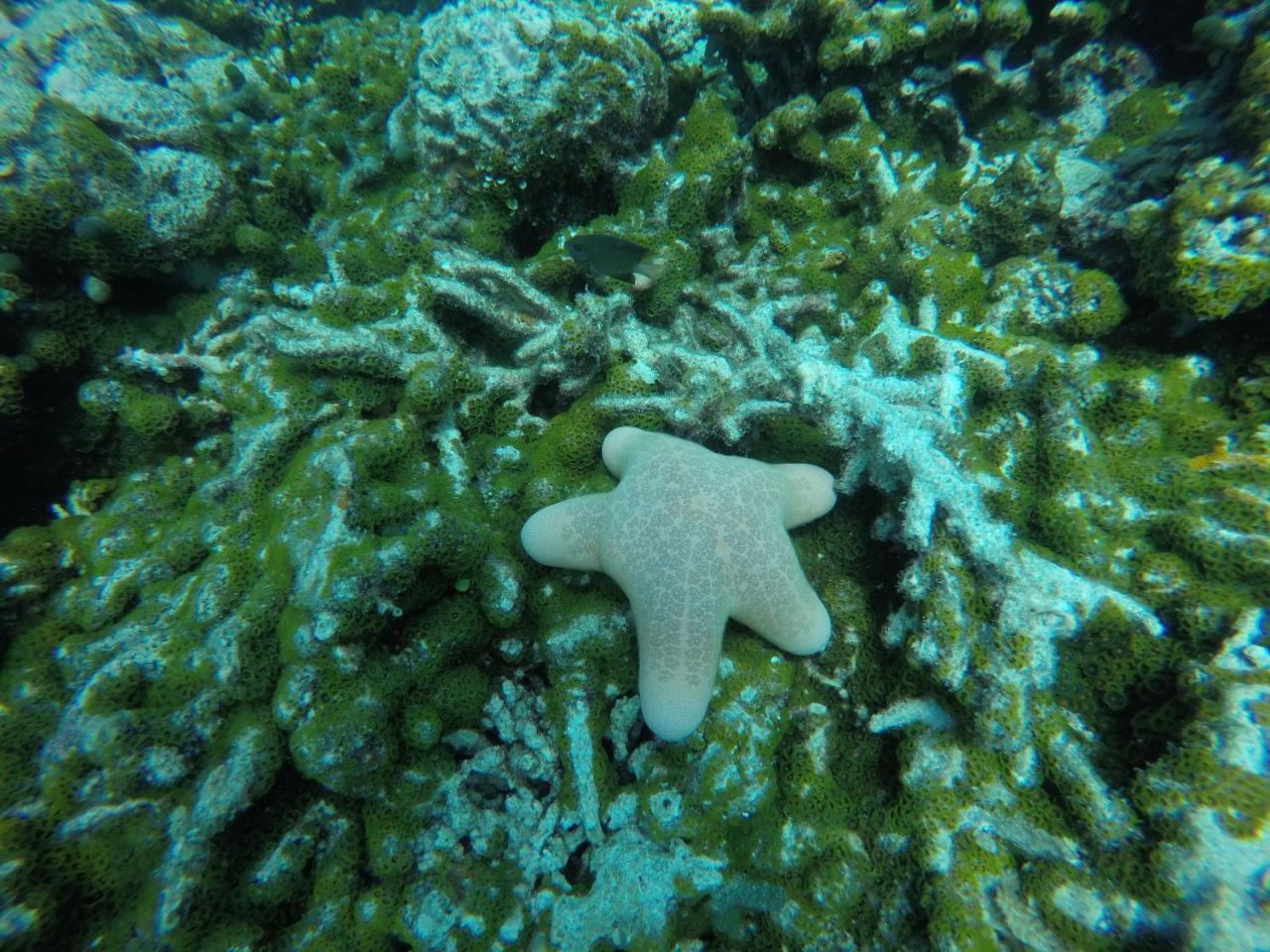 Zeestar Inn Maafushi Kültér fotó