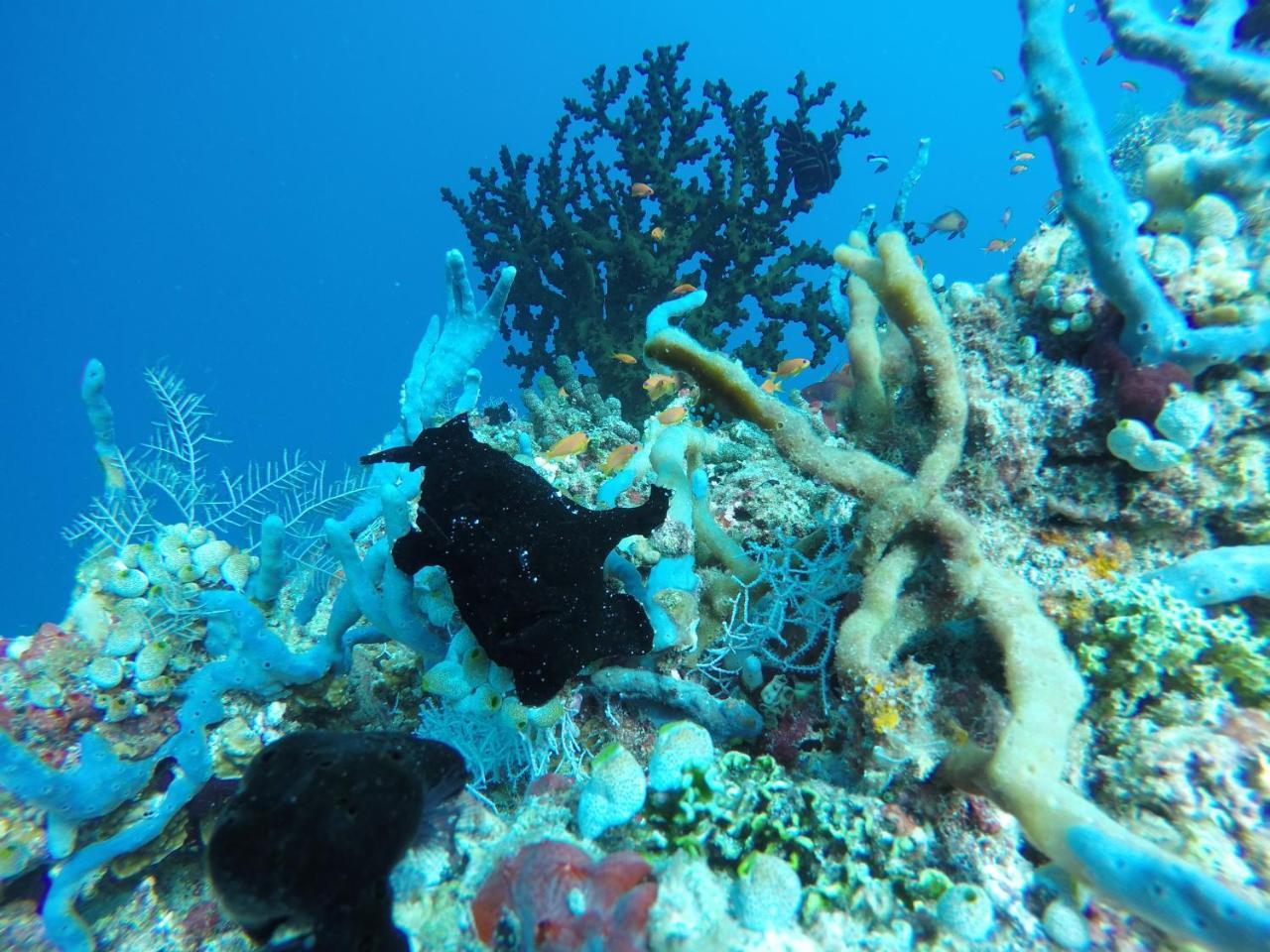 Zeestar Inn Maafushi Kültér fotó